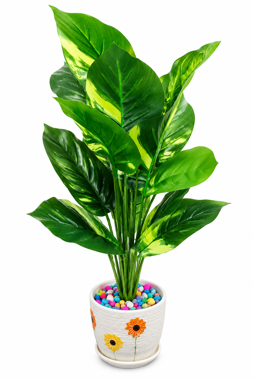 BOTAVEIL Variegated Broad Leaf Plant