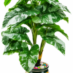 BOTAVEIL Artificial Variegated Broad Leaf Plant with Decorative Pot and Colorful Pebbles