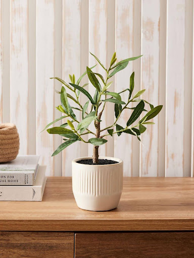 BOTAVEIL Fragrant Tree of Abundance